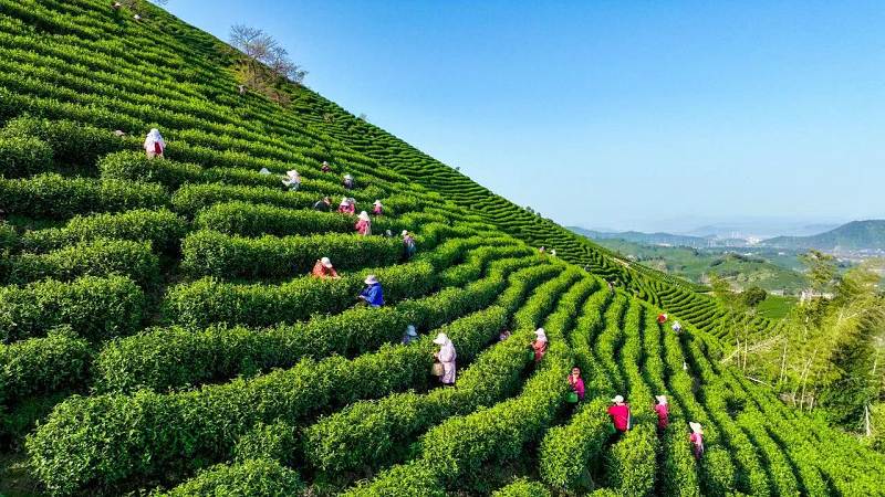 Anji Bai Cha 2026 - Afbeelding 5