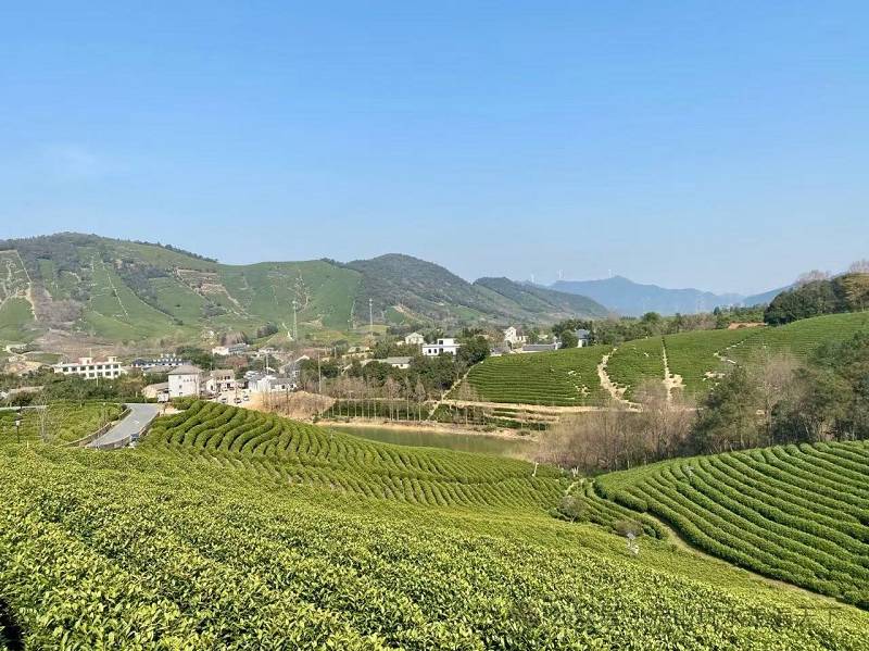 Anji Bai Cha 2026 - Afbeelding 4